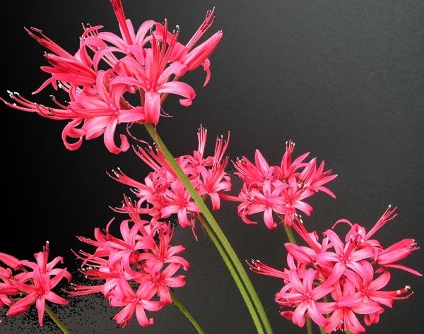 Nerine