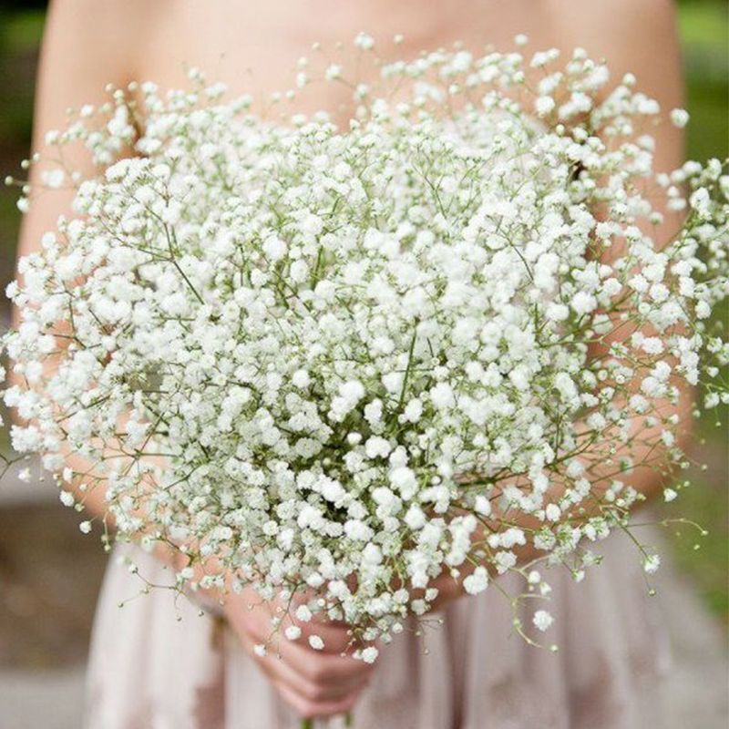 GYPSOPHILA