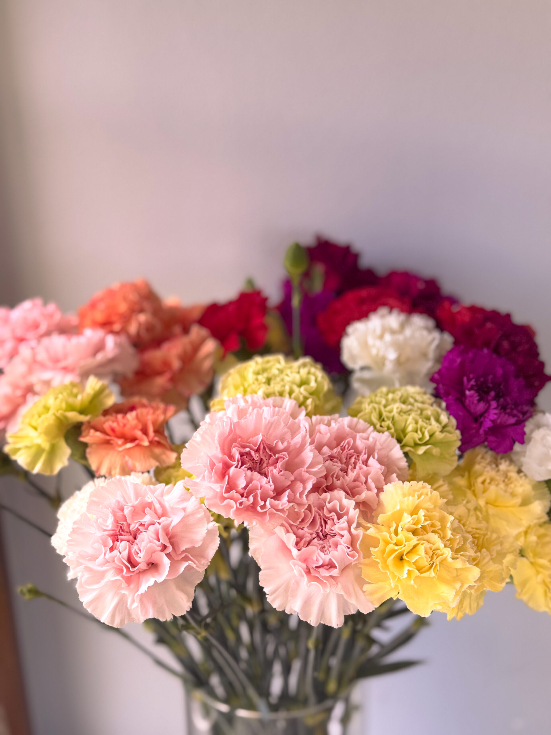 DIANTHUS ( carnation )