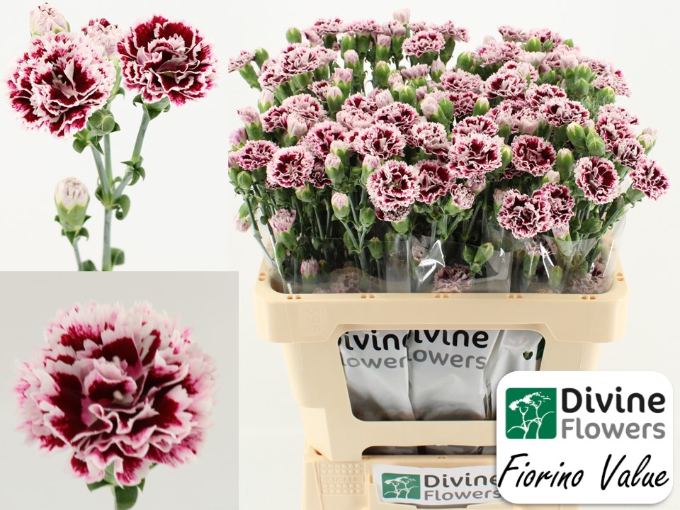 Dianthus tros