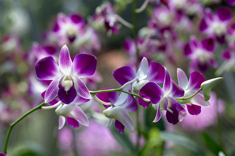 DENDROBIUM