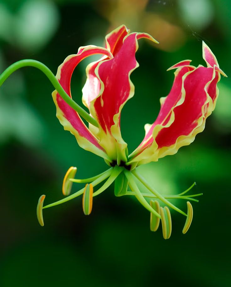 Gloriosa