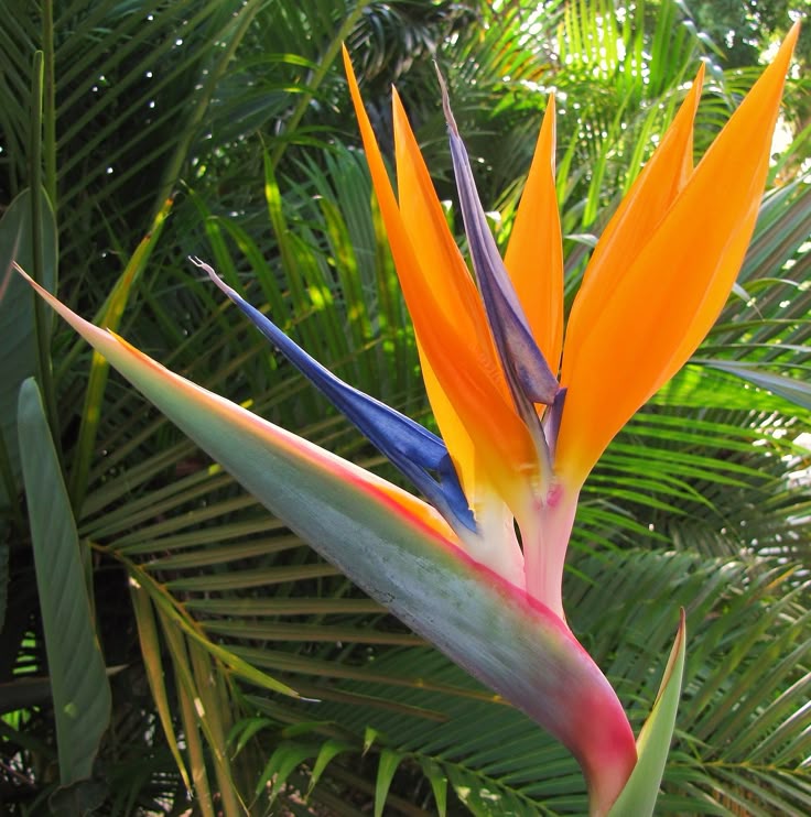Strelitzia