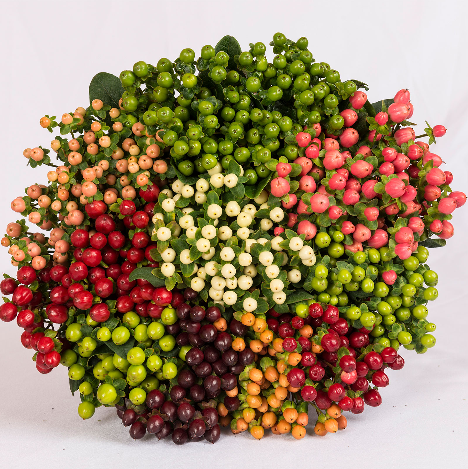 HYPERICUM