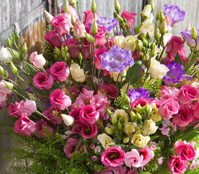 Eustoma