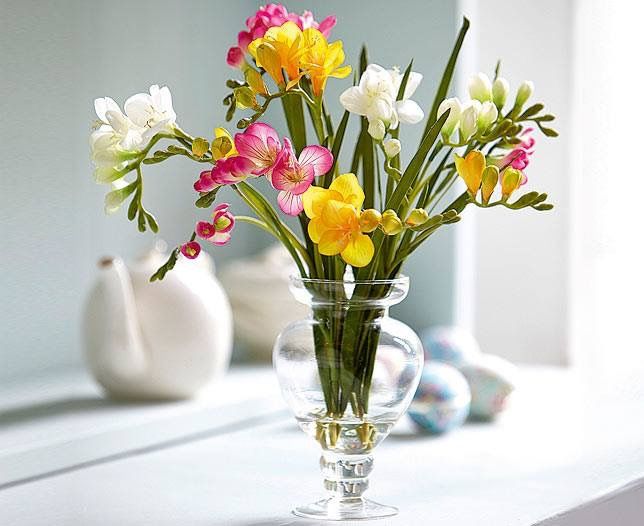 Freesia