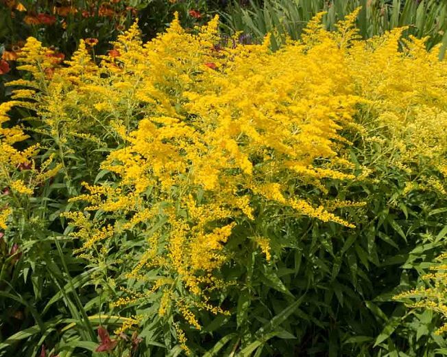 Solidago