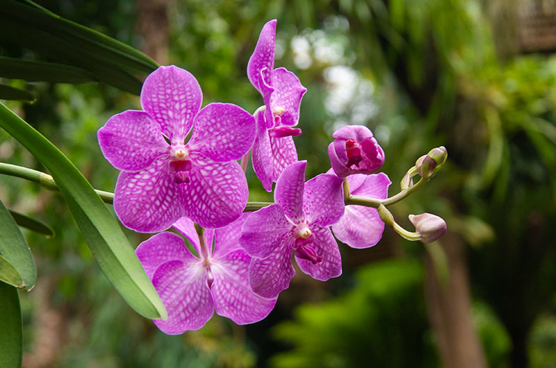VANDA
