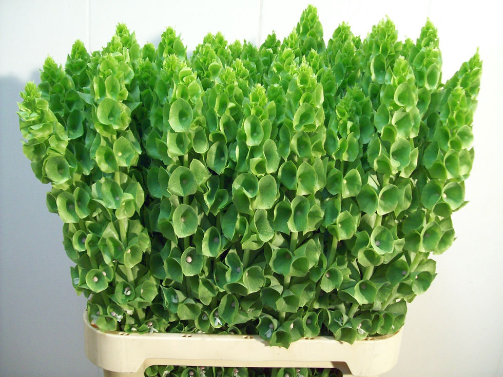 MOLUCCELLA