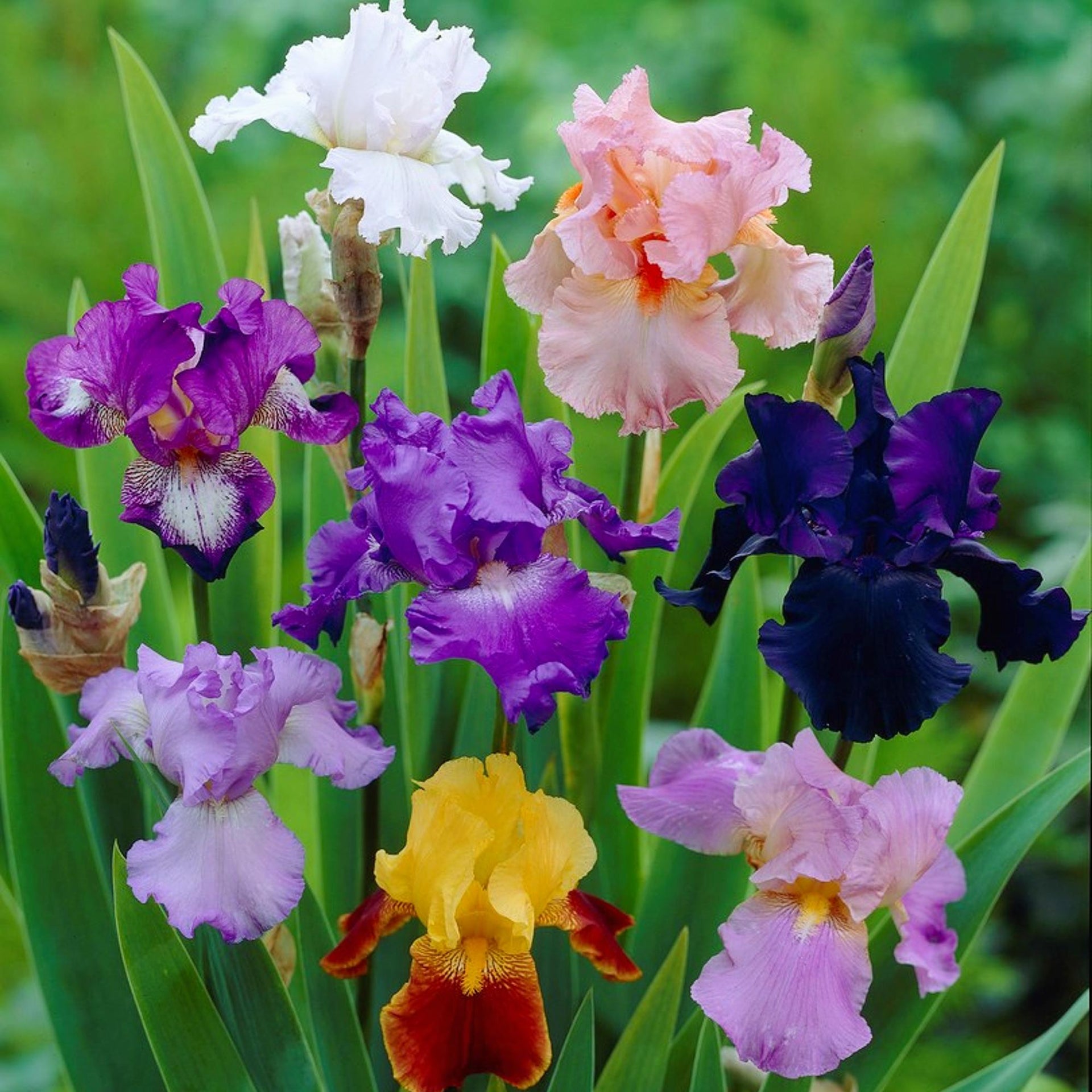 IRIS