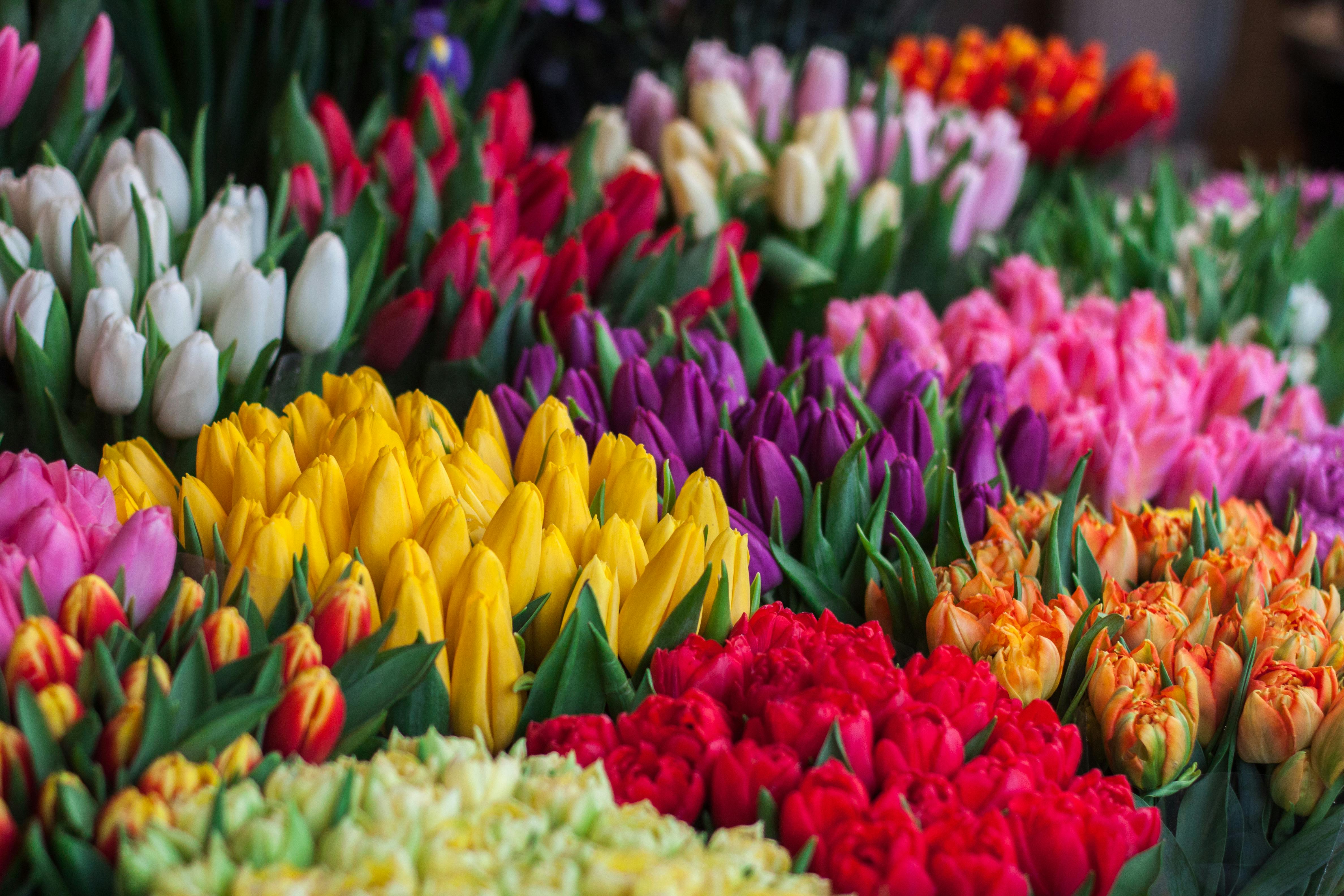 tulip