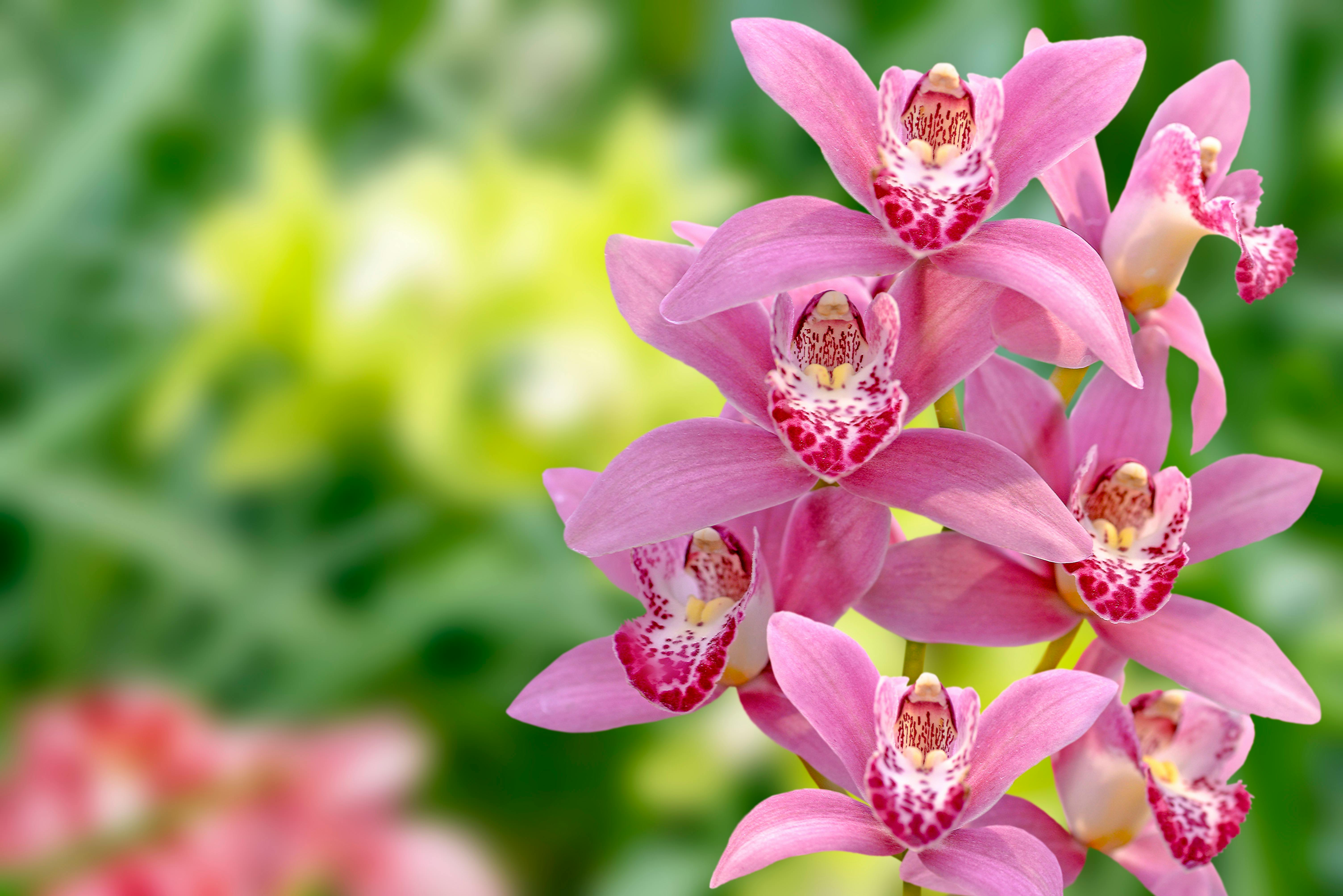 Cymbidium