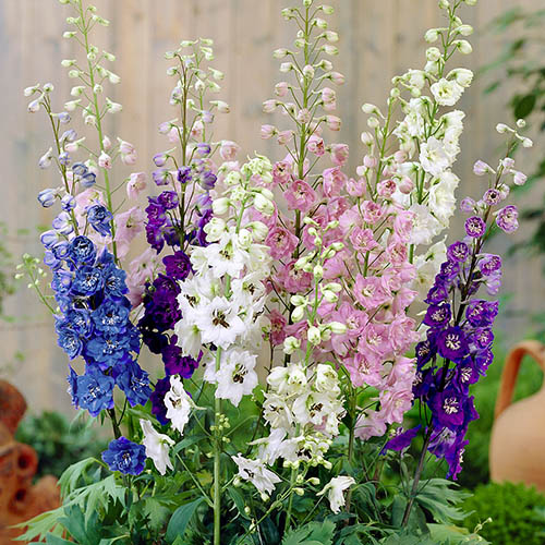 Delphinium