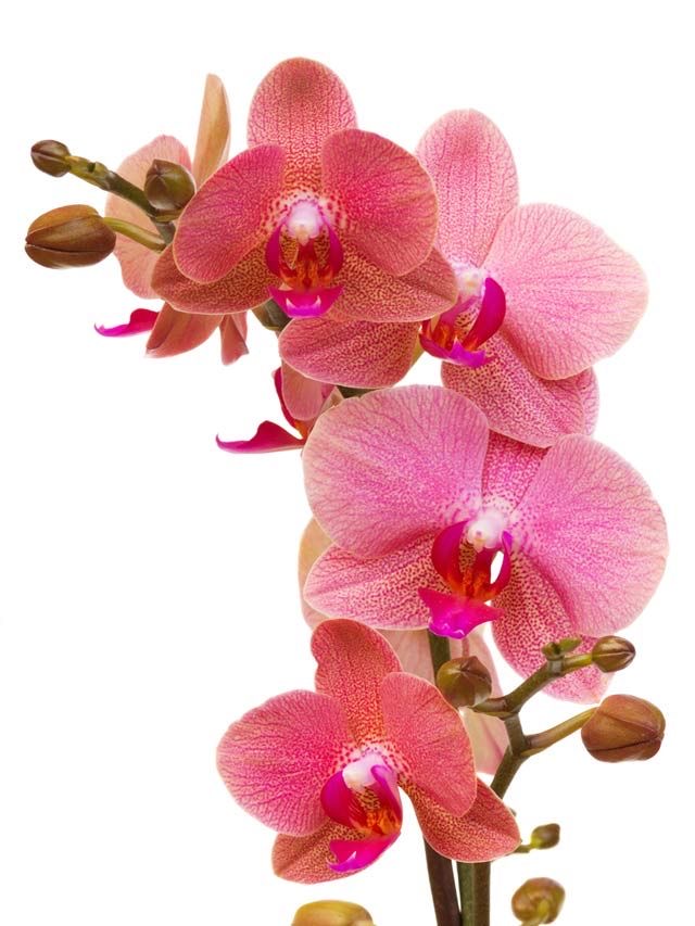 PHALAENOPSIS