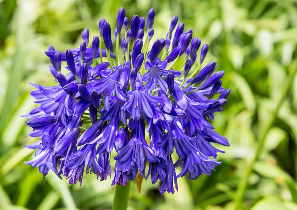 Agapanthus