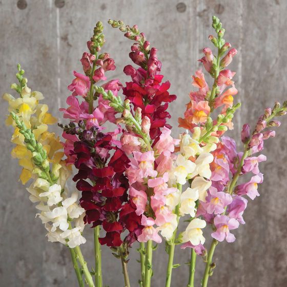 Matthiola