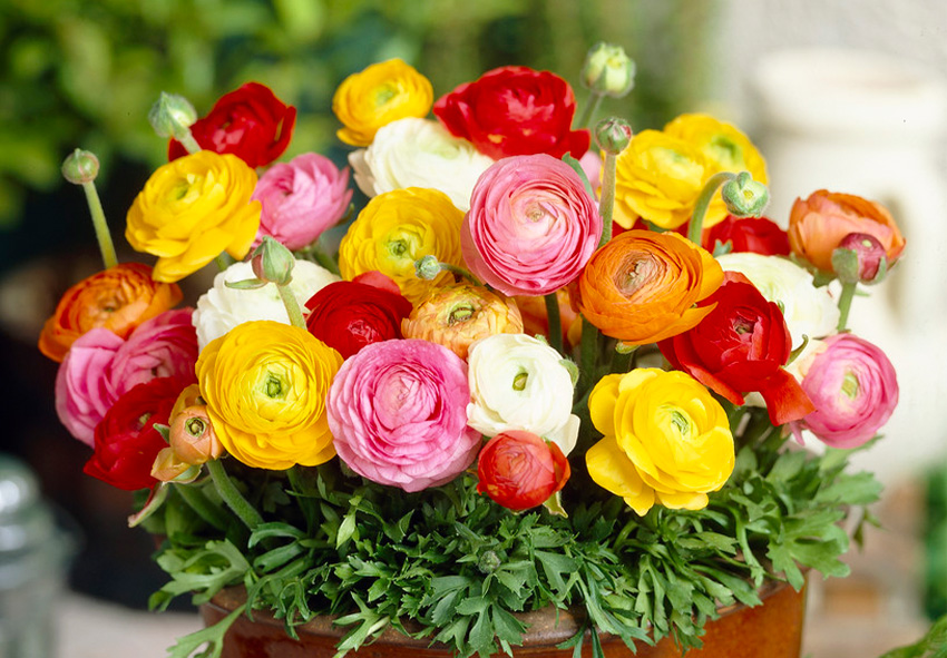 Ranunculus