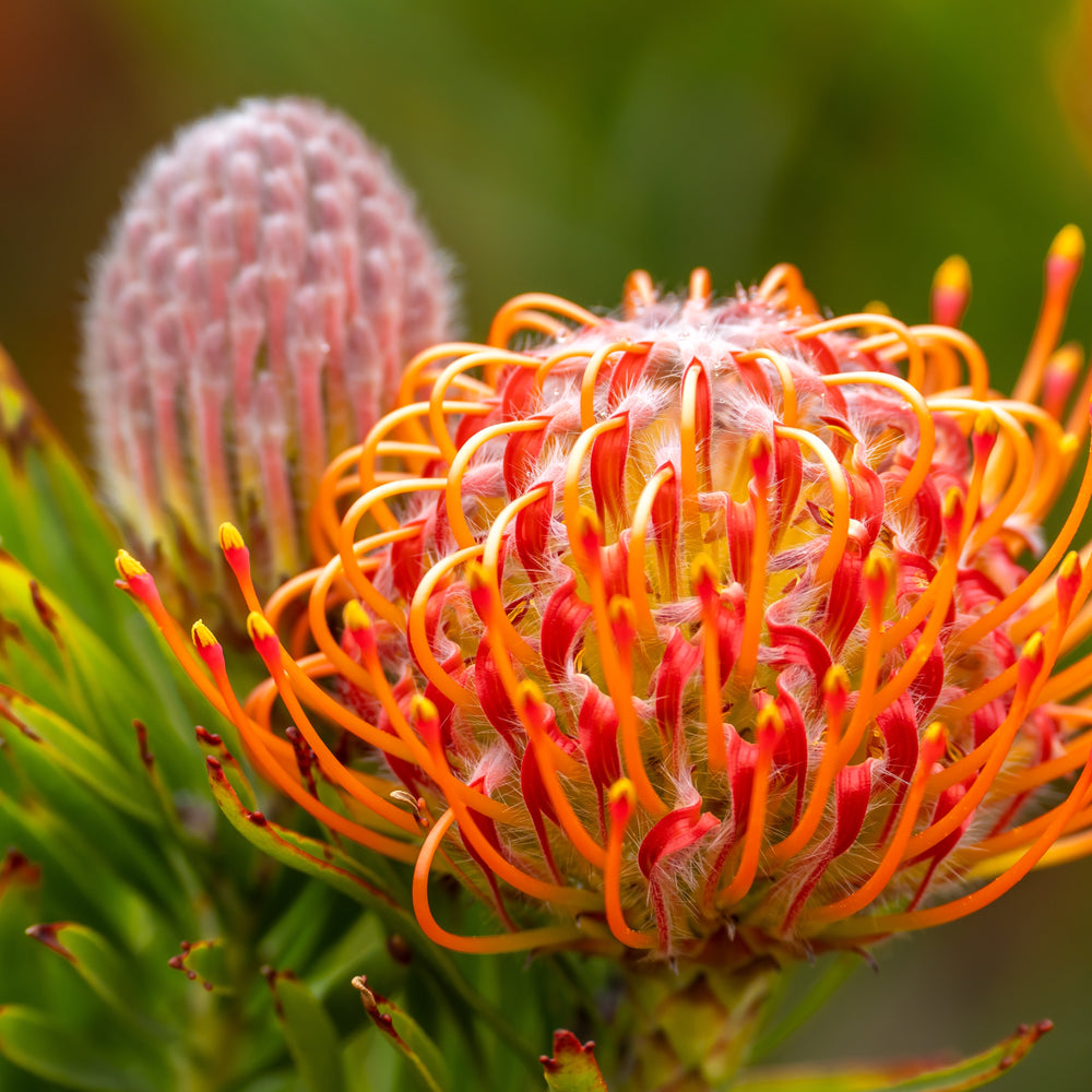 LEUCOSPERMUM