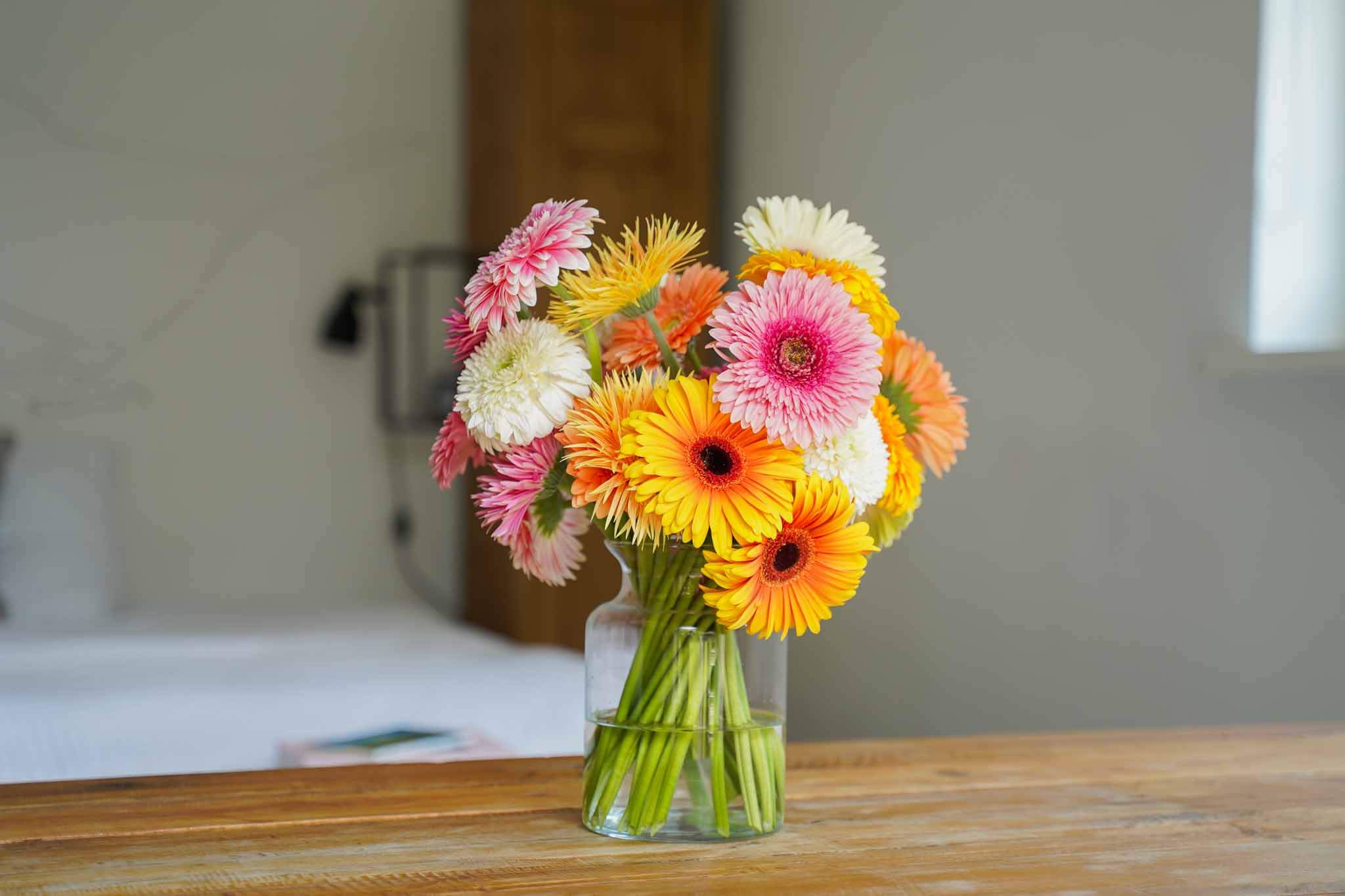 Gerbera