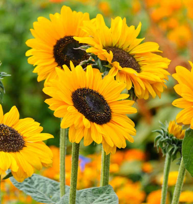 HELIANTHUS