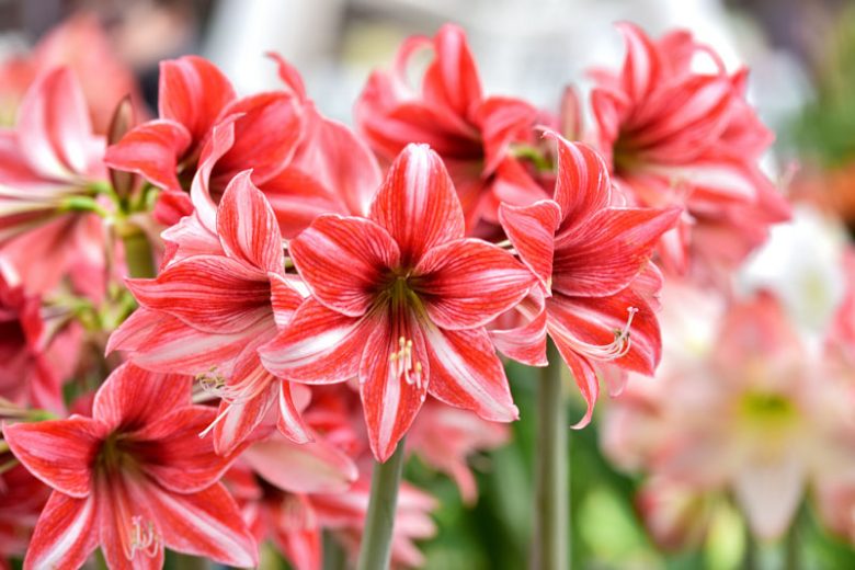 hippeastrum (amaryllis)